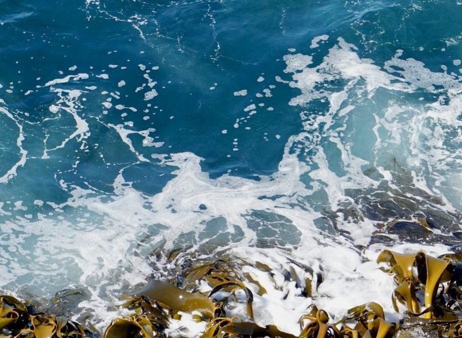 Sargazo – Mexikos neue wertvolle Ressource